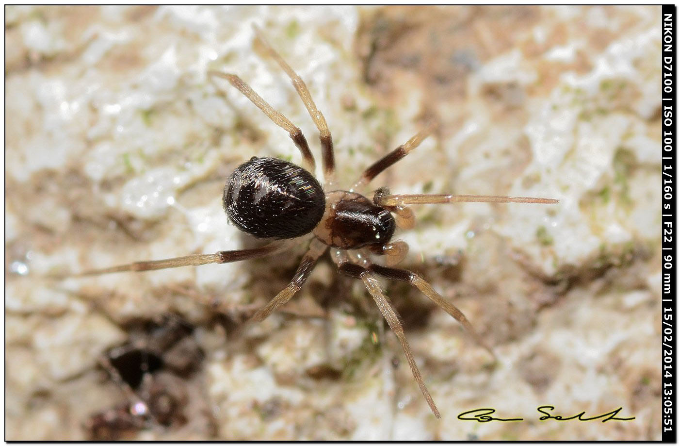 Ultimo dilemma: Zodarion sp. - Alghero (SS)